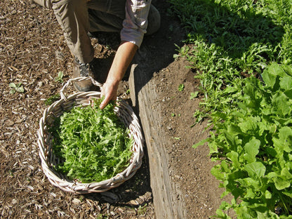 Kitchen Herbs - Heirloom Rustic Arugula