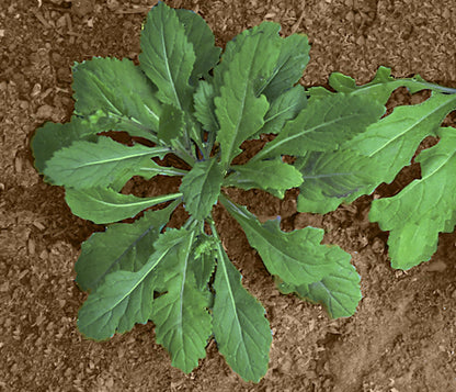 Gourmet Herbs - Wasabi Arugula