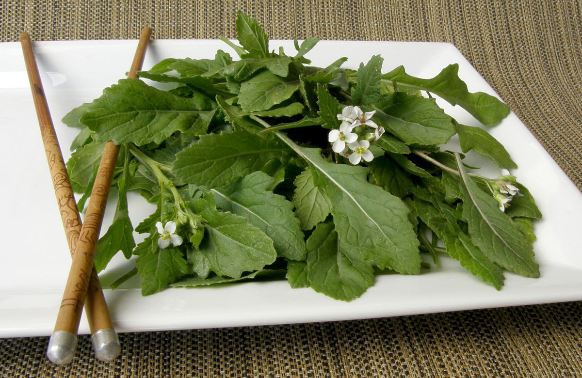 Gourmet Herbs - Wasabi Arugula