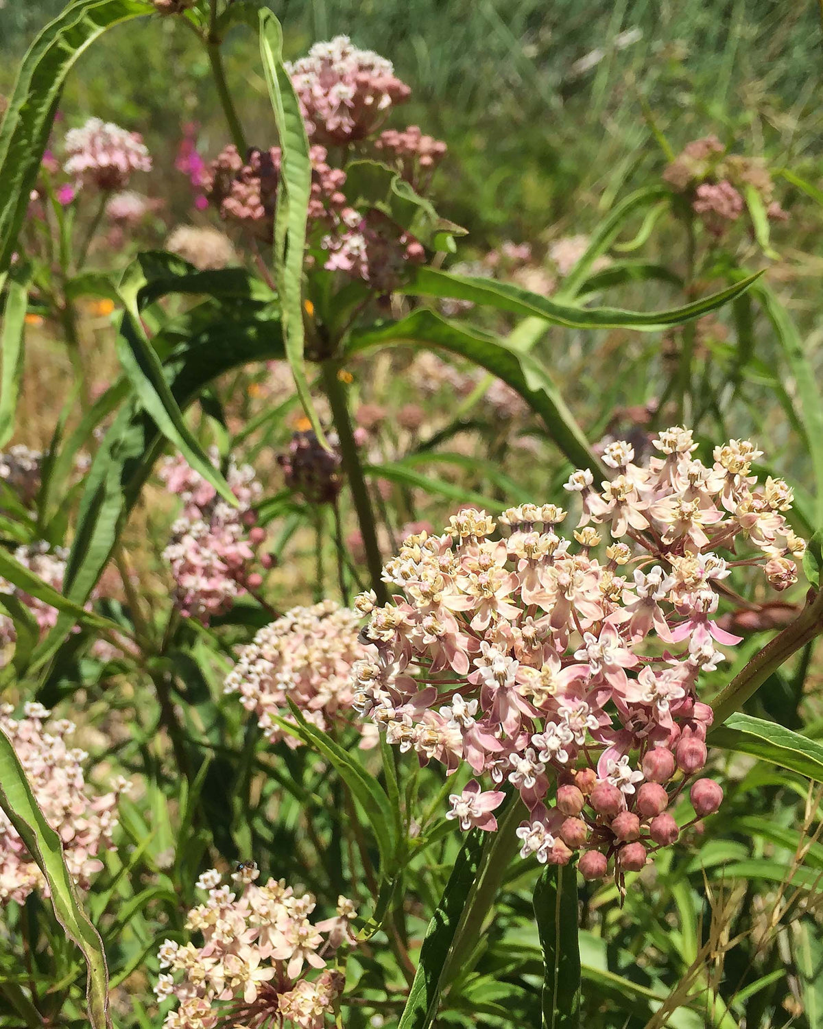 Butterfly Asclepias - Narrowleaf Milkweed
