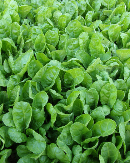Tender Chard - Special Baby Leaf