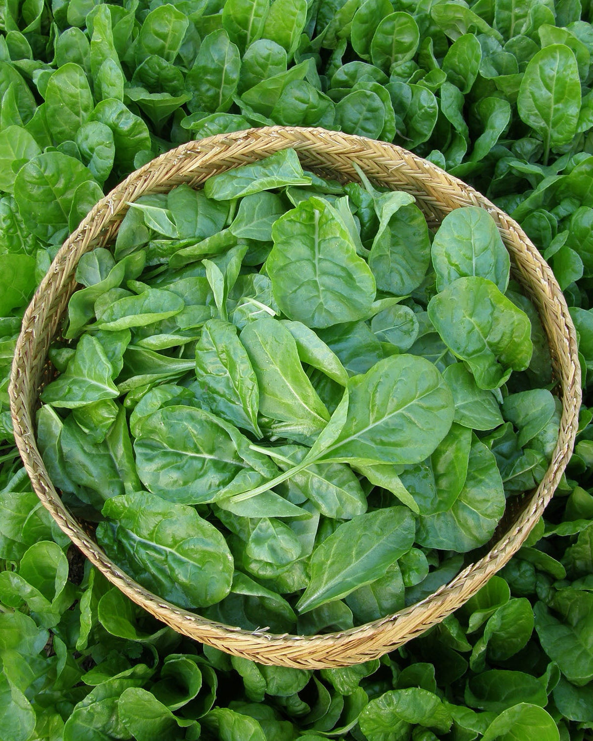 Tender Chard - Special Baby Leaf