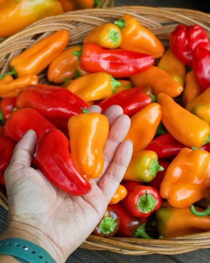 Mini Snack/Salad Peppers - Baby Belle