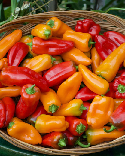 Mini Snack/Salad Peppers - Baby Belle
