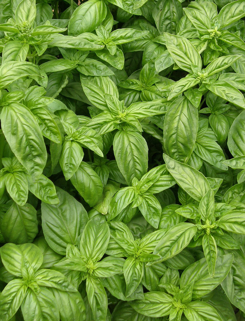 Bolognese Basil - Aurelia