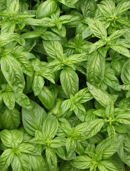 Bolognese Basil - Aurelia