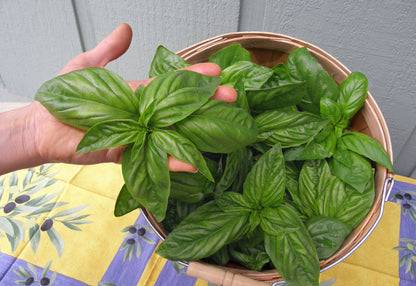 Bolognese Basil - Aurelia