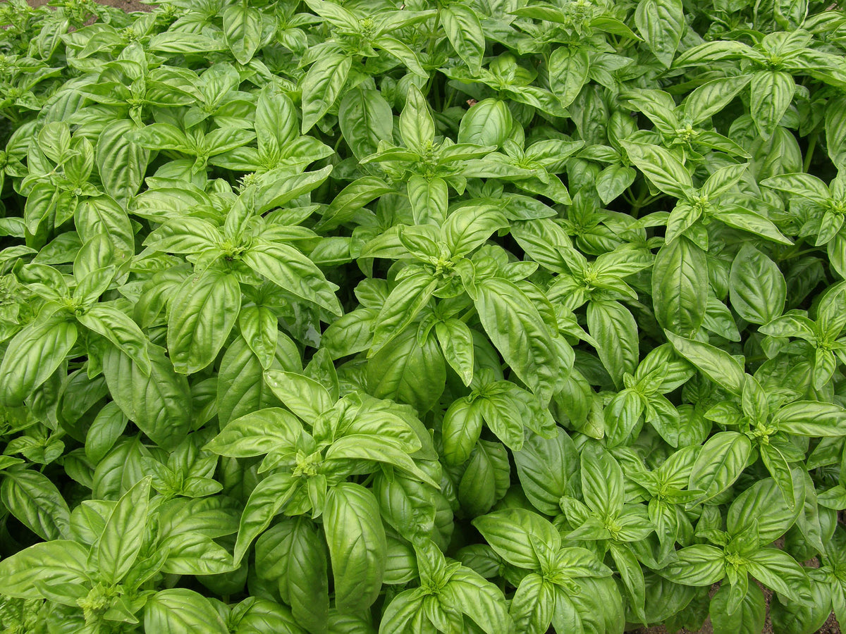 Bolognese Basil - Aurelia