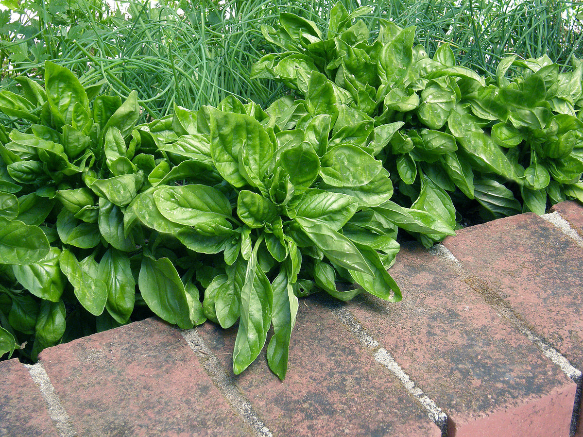Large-Leaf Container Basil - Italian Cameo