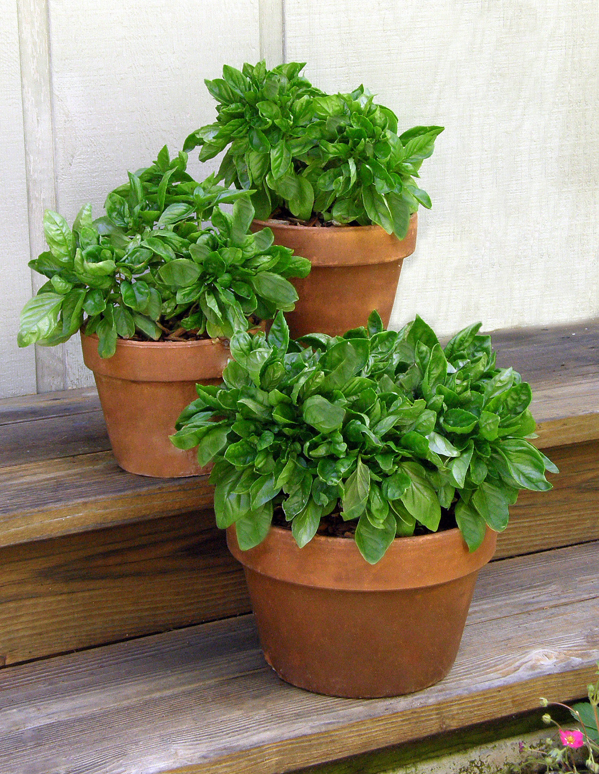 Large-Leaf Container Basil - Italian Cameo