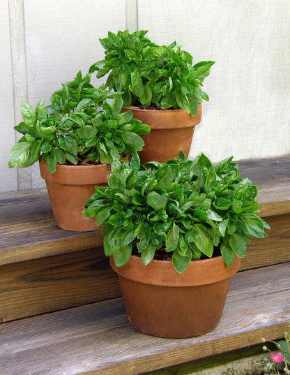 Large-Leaf Container Basil - Italian Cameo