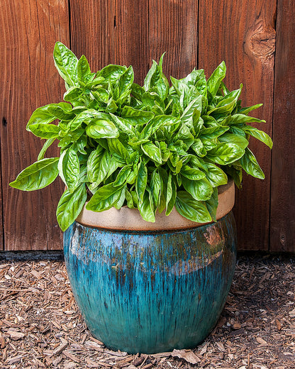 Large-Leaf Container Basil - Italian Cameo