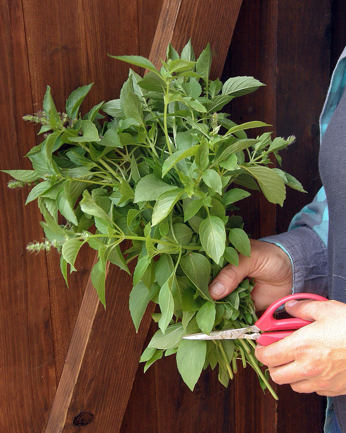 Heirloom Herbs - Mrs. Burns' Lemon Basil