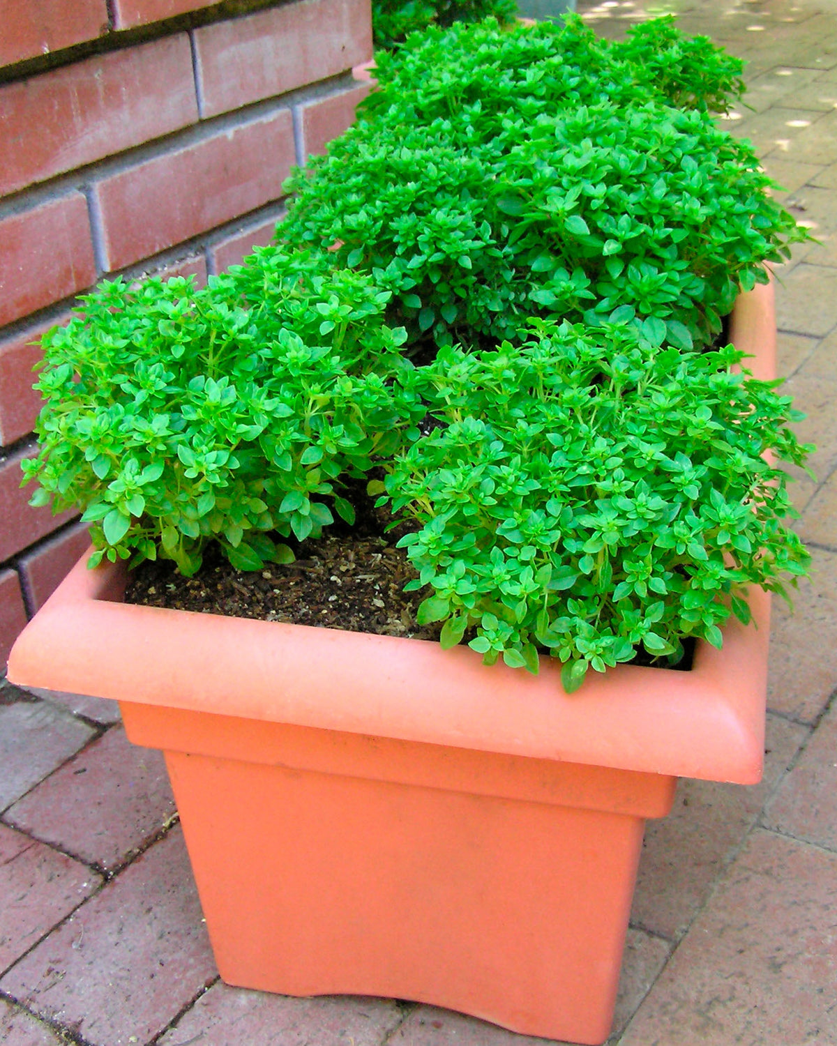 Kitchen Herbs - Windowbox Mini Basil