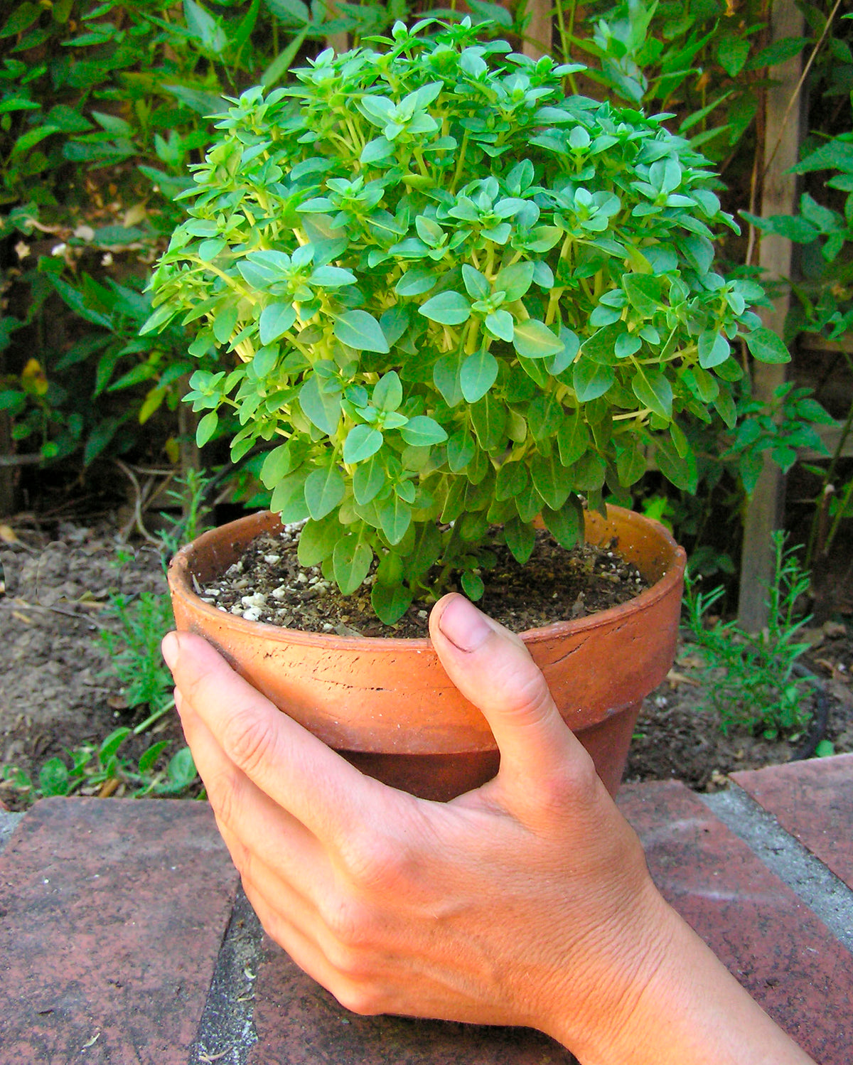Kitchen Herbs - Windowbox Mini Basil