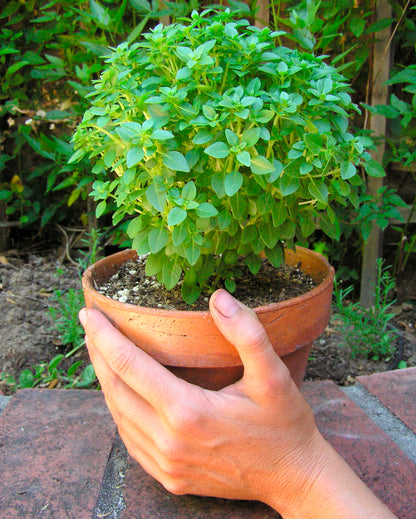 Kitchen Herbs - Windowbox Mini Basil
