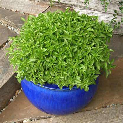 Kitchen Herbs - Windowbox Mini Basil