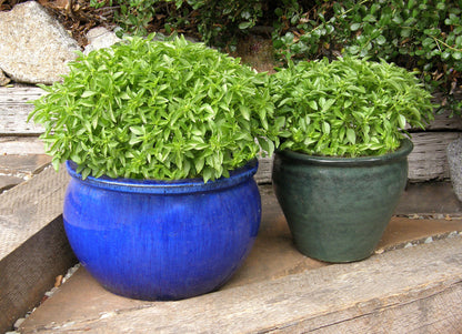 Kitchen Herbs - Windowbox Mini Basil