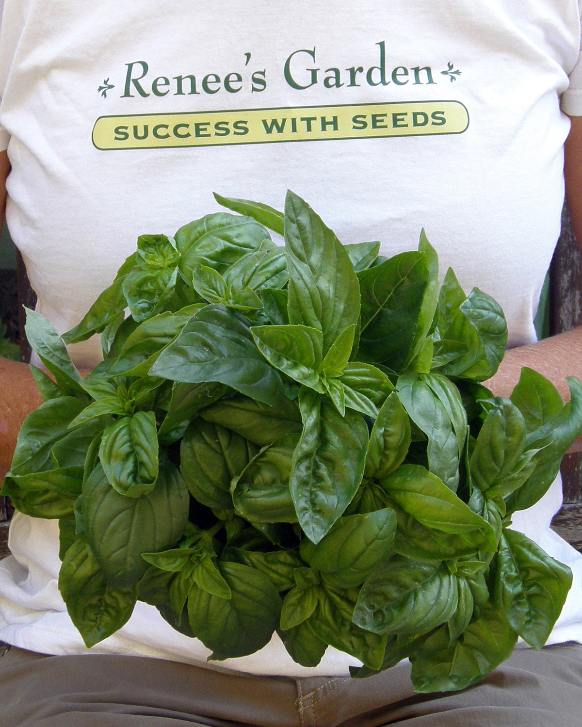 Kitchen Herbs - Italian Pesto Basil
