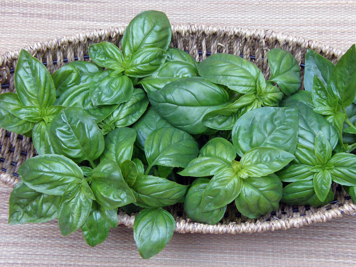 Kitchen Herbs - Italian Pesto Basil