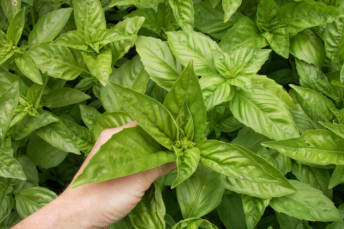 Easy To Grow - The Container Herb Garden