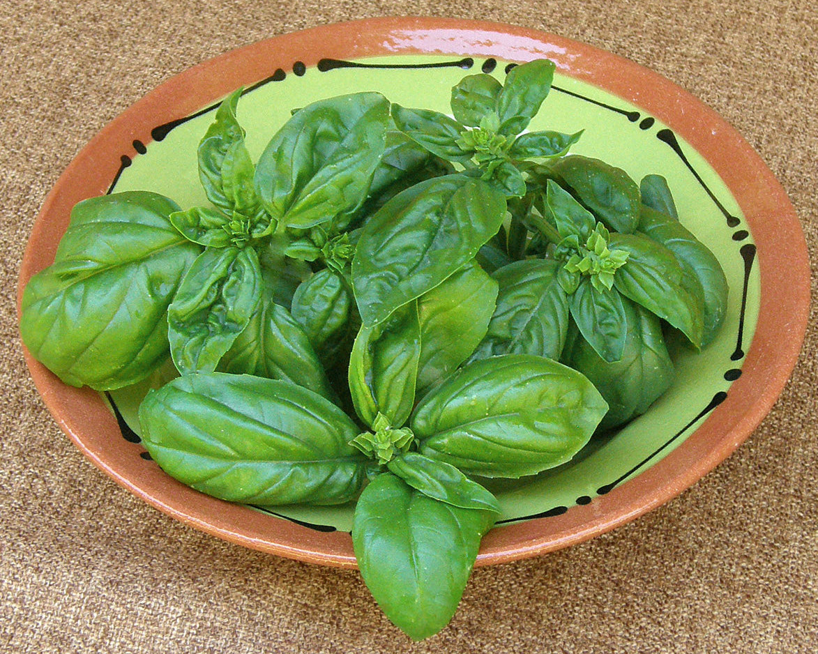 True Italian Basil - Profumo di Genova