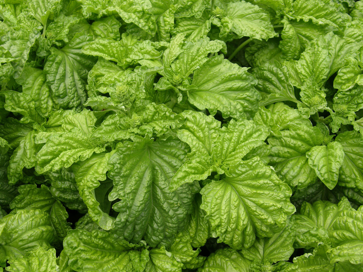 Kitchen Herbs - Heirloom Salad Leaf Basil