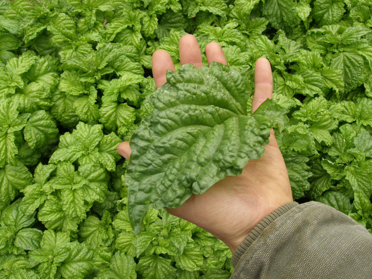 Kitchen Herbs - Heirloom Salad Leaf Basil