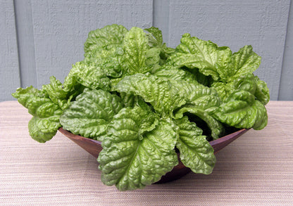 Kitchen Herbs - Heirloom Salad Leaf Basil