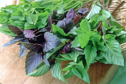Kitchen Herbs - Scented Basil Trio