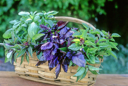 Kitchen Herbs - Scented Basil Trio