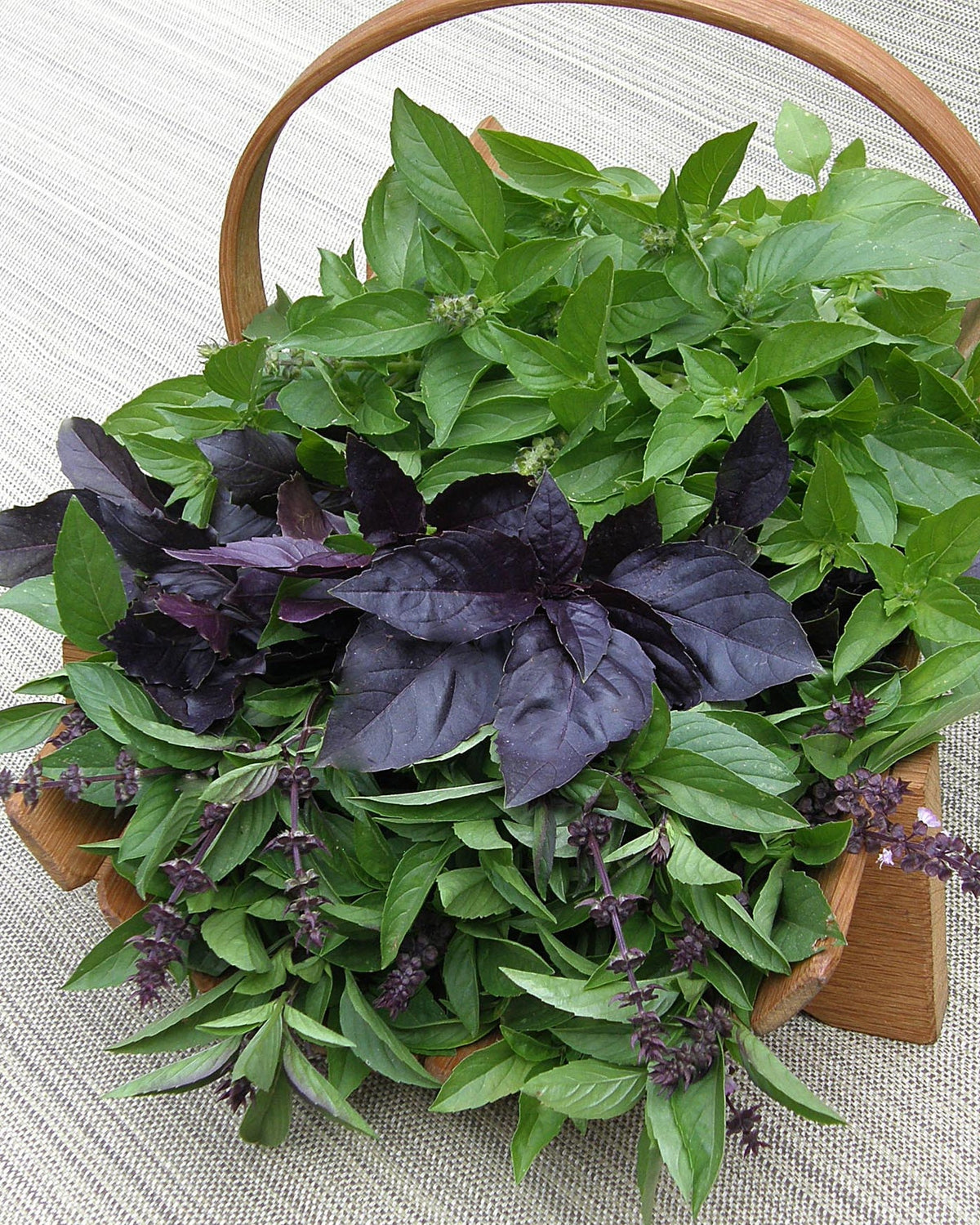 Kitchen Herbs - Scented Basil Trio