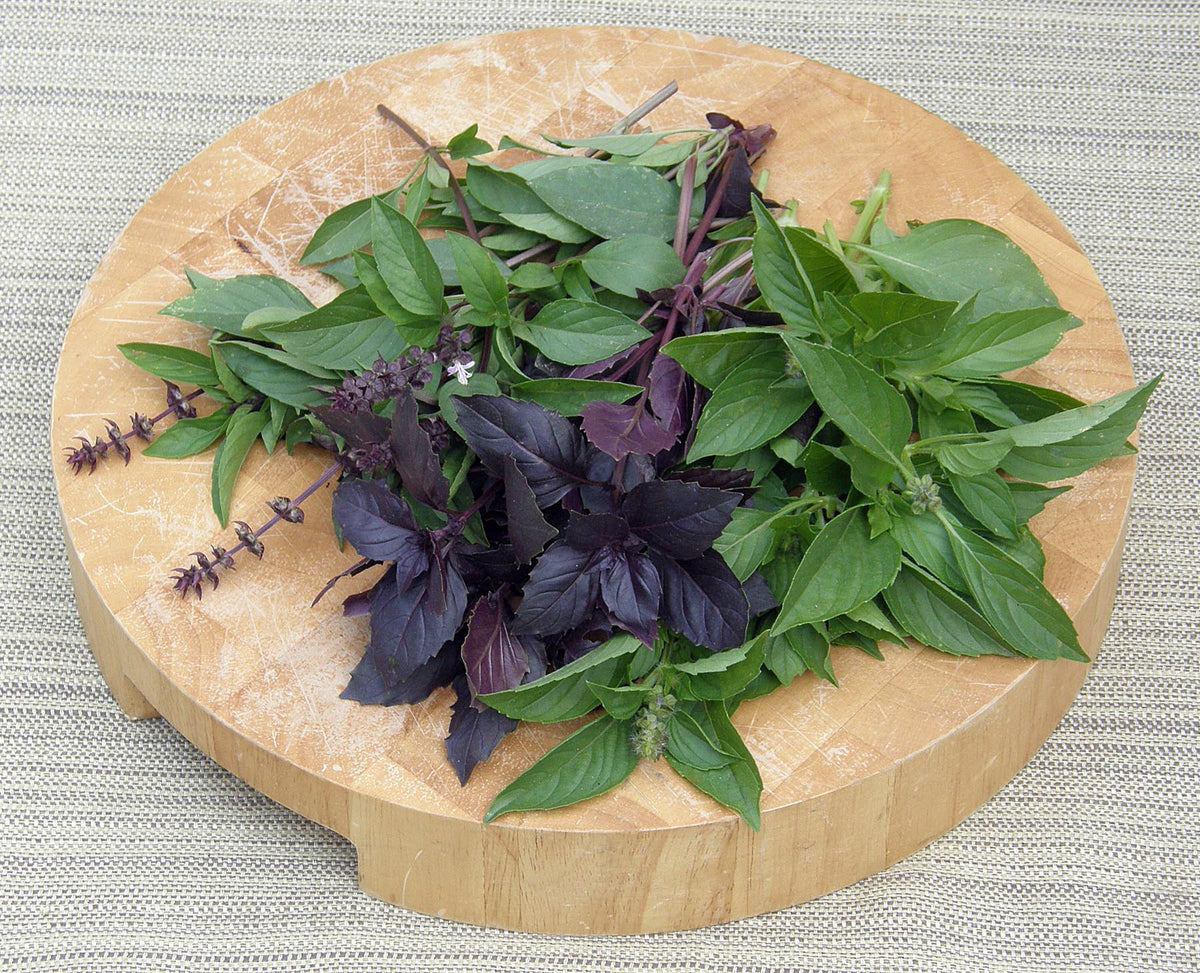 Kitchen Herbs - Scented Basil Trio