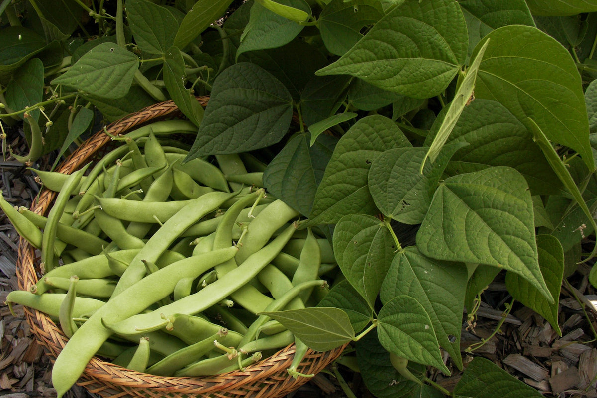 Italian Bush Beans - Roma Improved