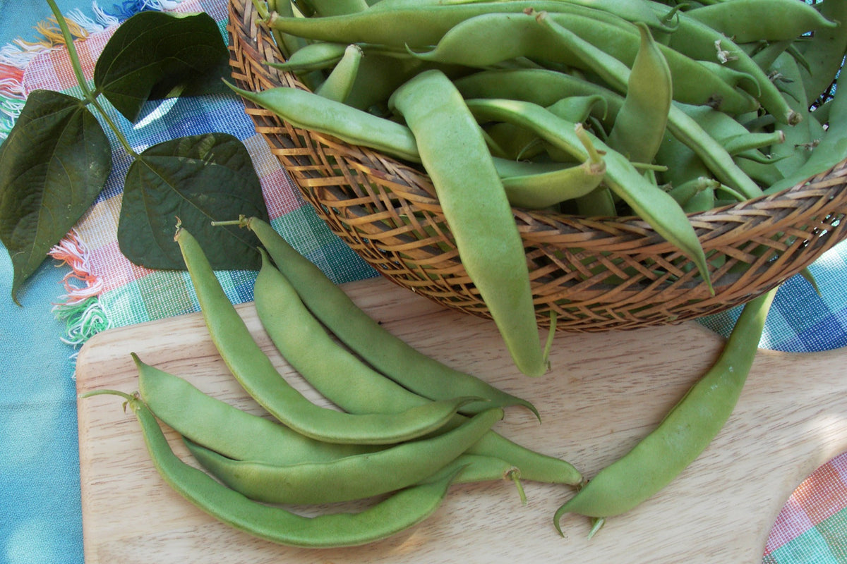 Italian Bush Beans - Roma Improved