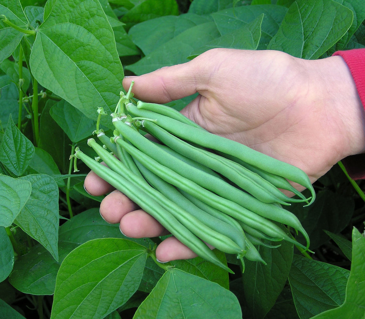 Bush Beans - Classic Slenderette