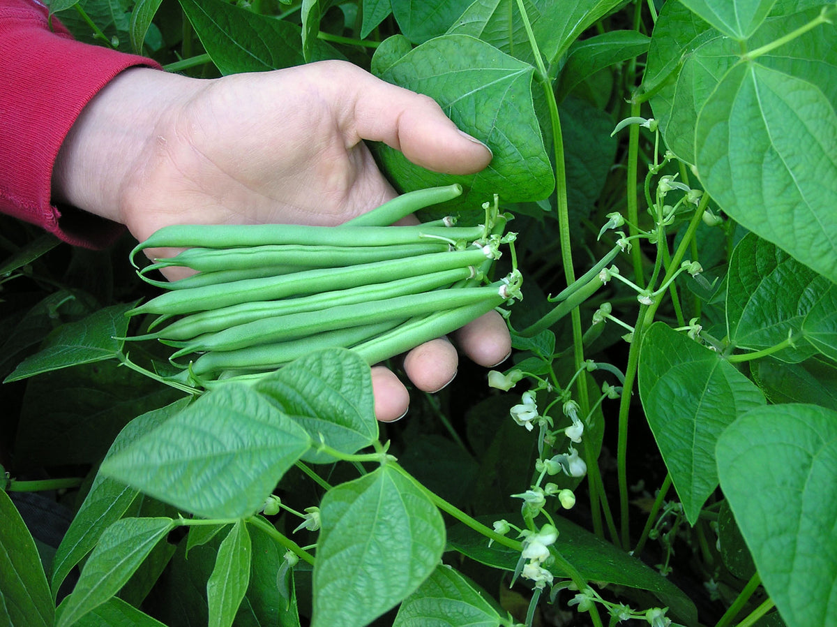 Bush Beans - Classic Slenderette