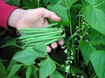 Bush Beans - Classic Slenderette