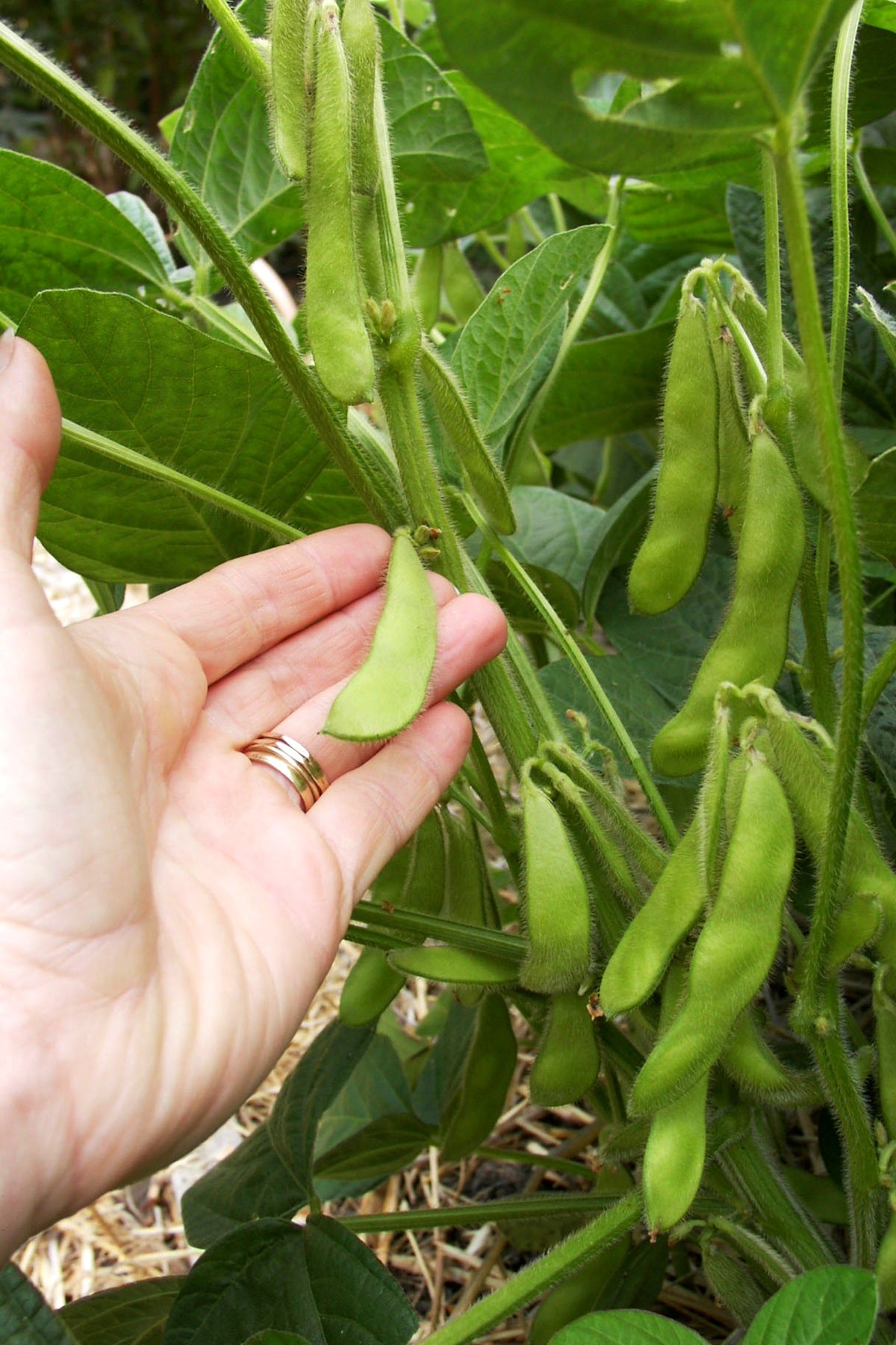 Fresh Soy Beans - Edamame