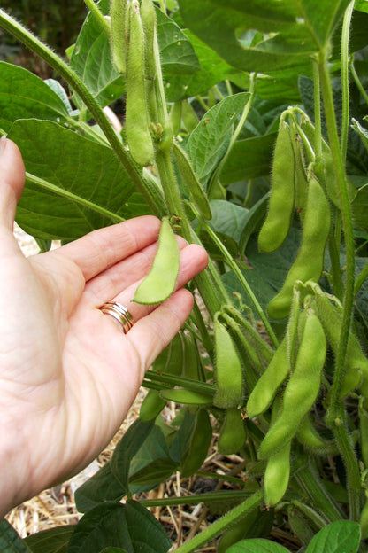 Fresh Soy Beans - Edamame