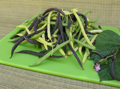 Tricolor Bush Beans - Gold, Purple & Green