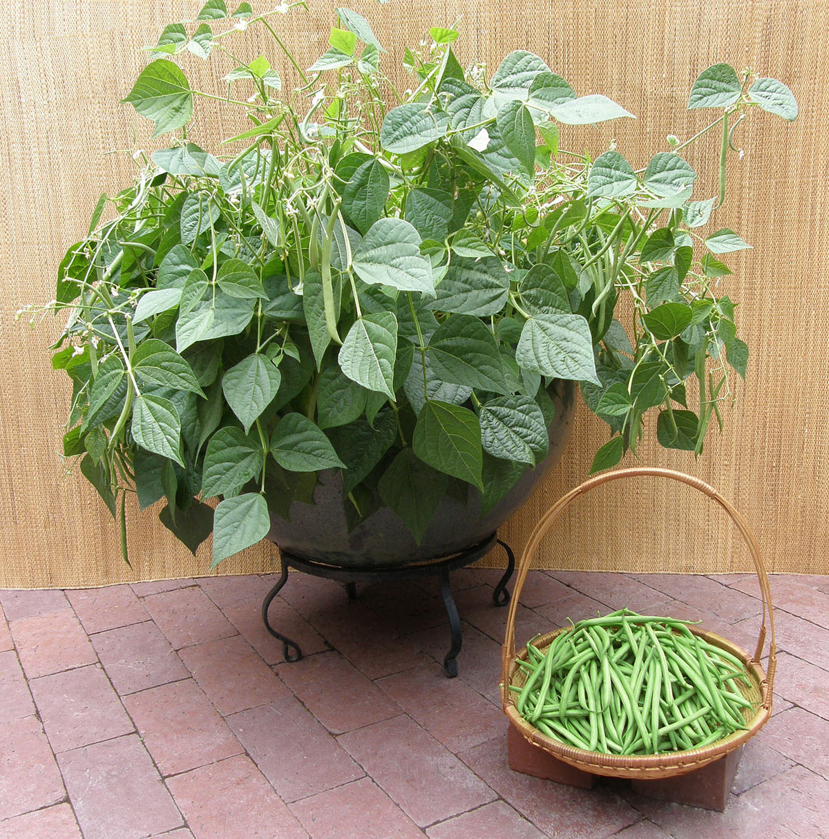 Container Bush Beans - French Mascotte