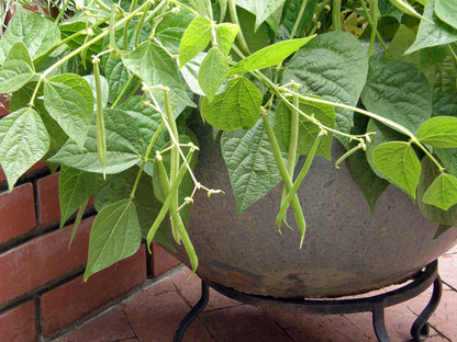 Container Bush Beans - French Mascotte