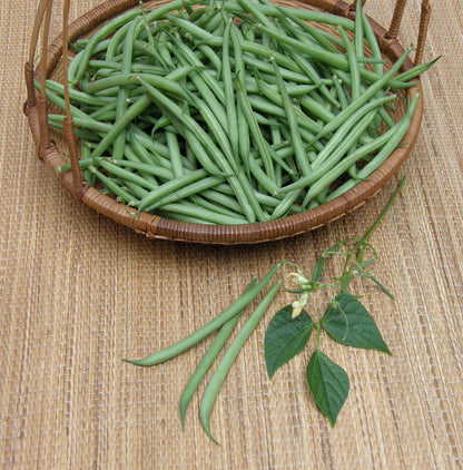 Container Bush Beans - French Mascotte