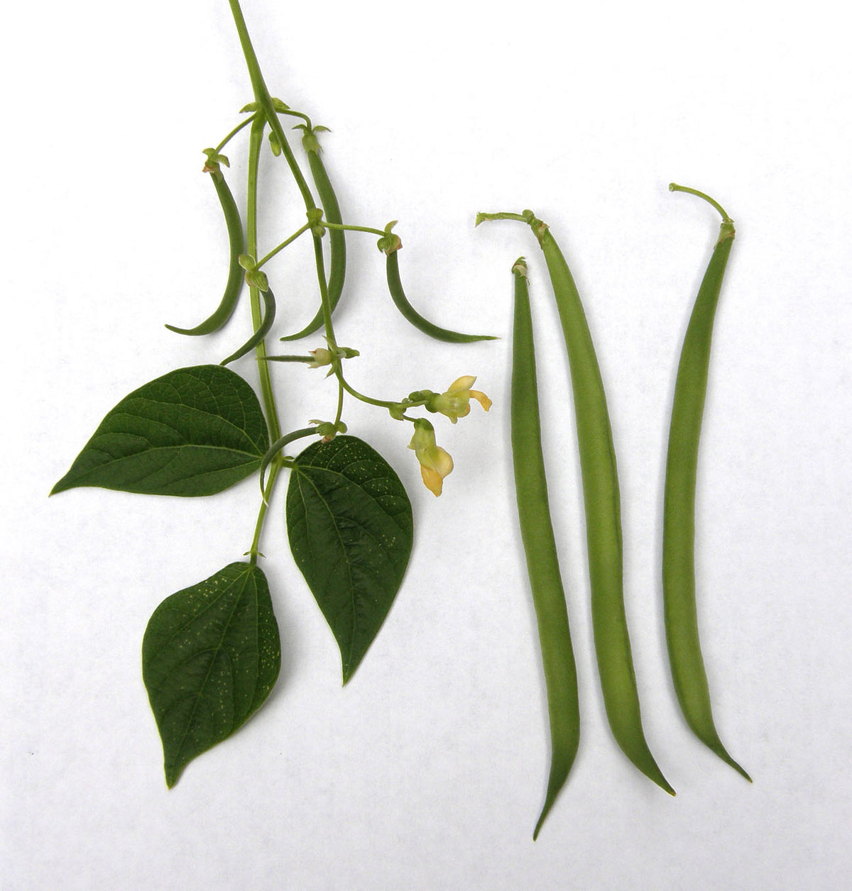 Container Bush Beans - French Mascotte