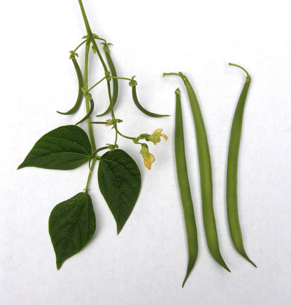 Container Bush Beans - French Mascotte