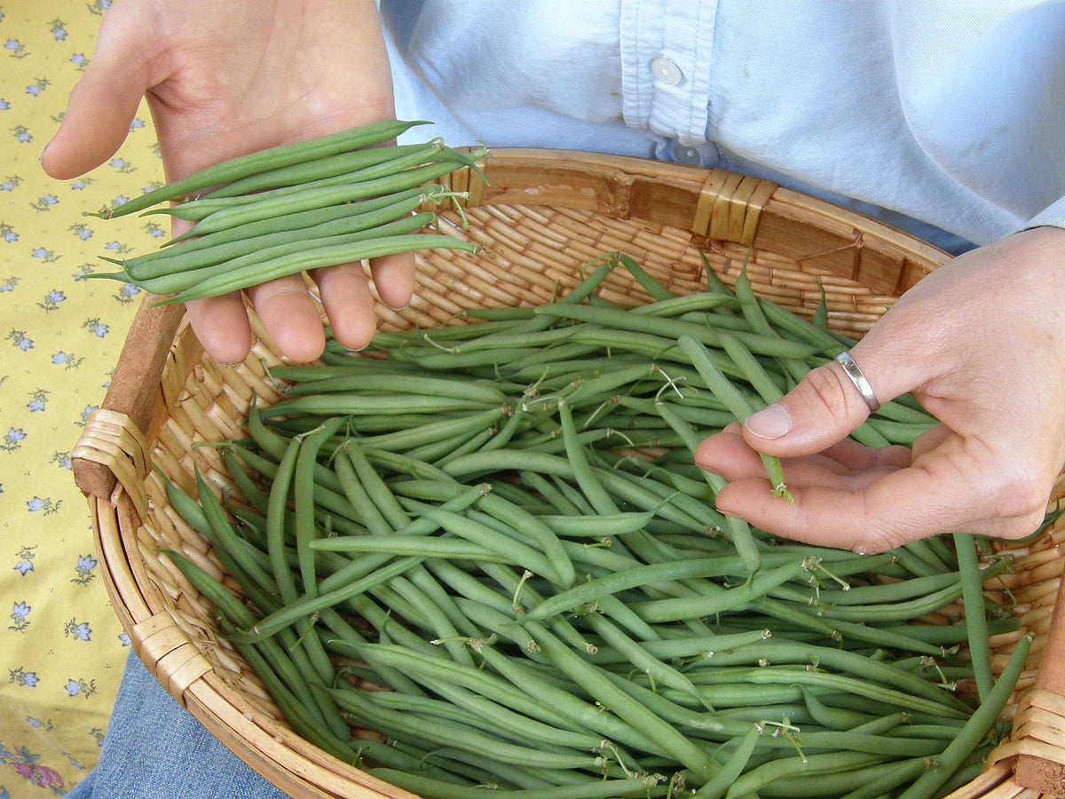 French Baby Bush Beans - Nickel Filet