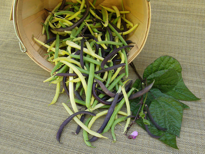 Tricolor Pole Beans - Green, Yellow & Purple