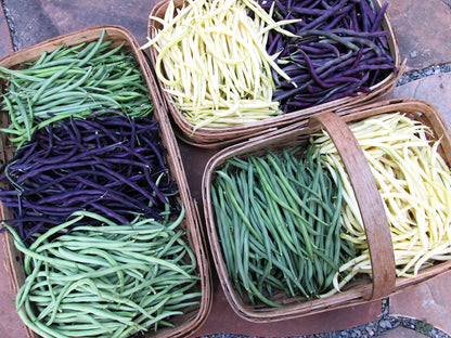 Tricolor Pole Beans - Green, Yellow & Purple