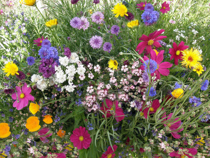 Pollinator Flowers - Early Blooming Beekeeper's Mix